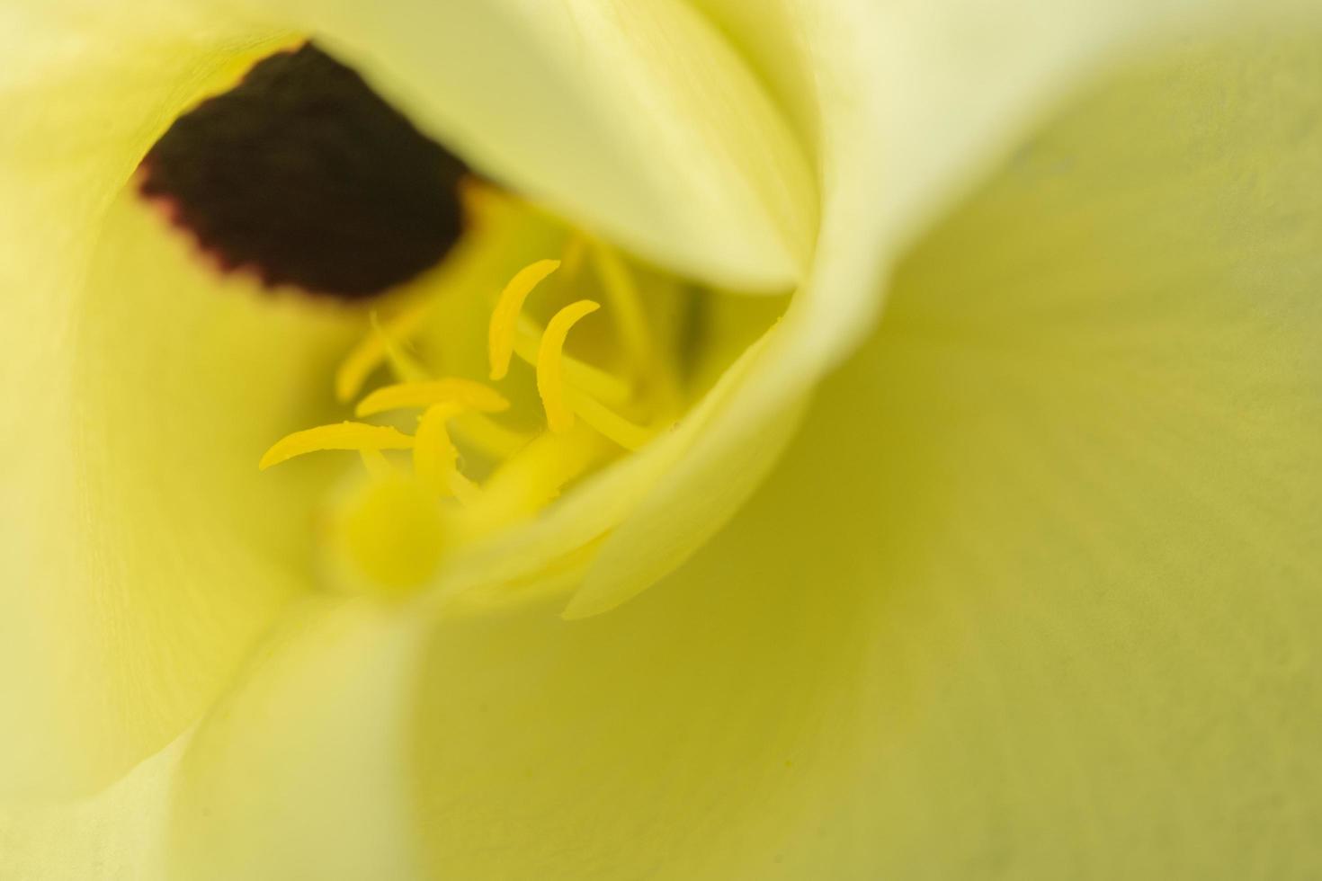 gele bloem close-up foto