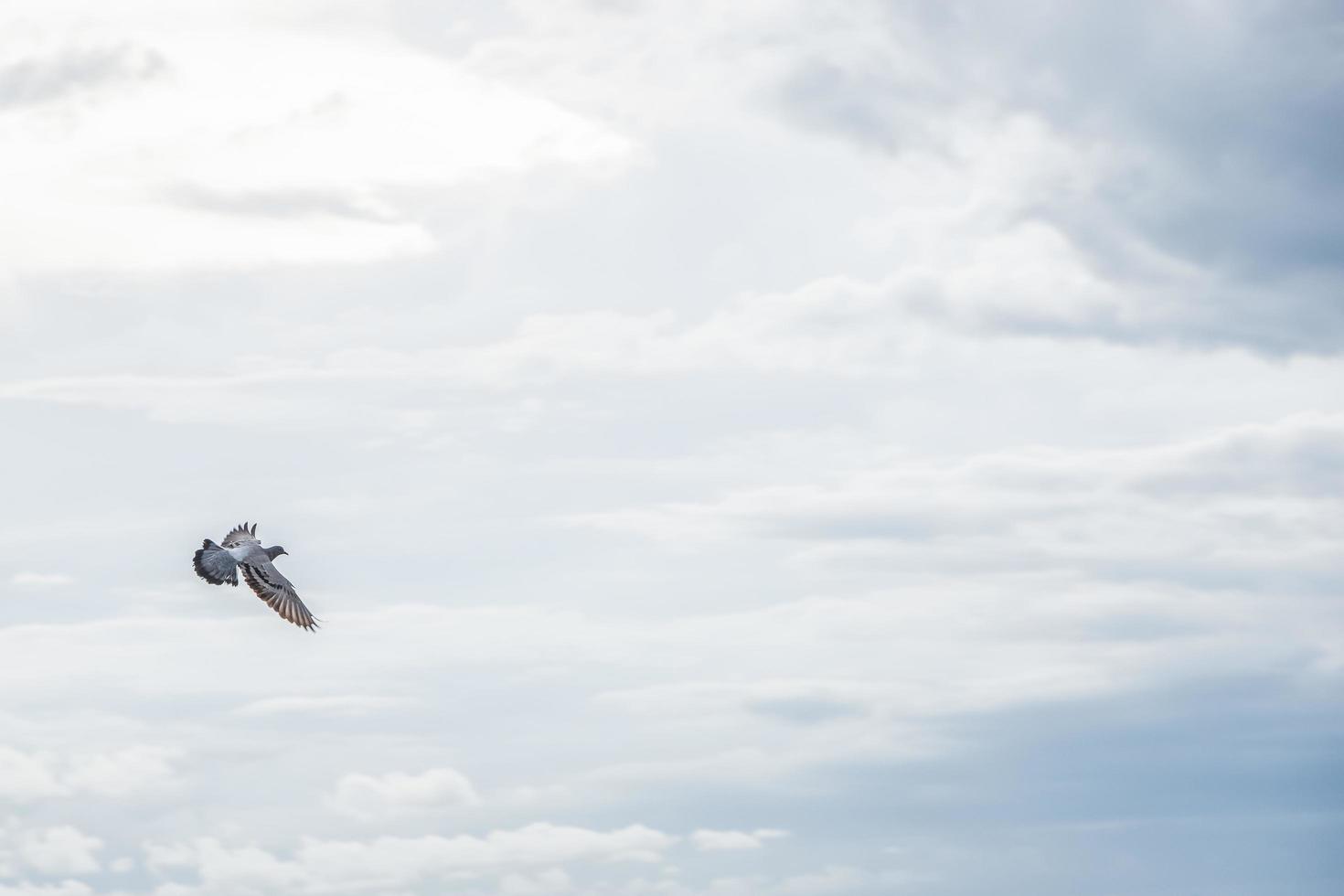 vogel in de lucht foto