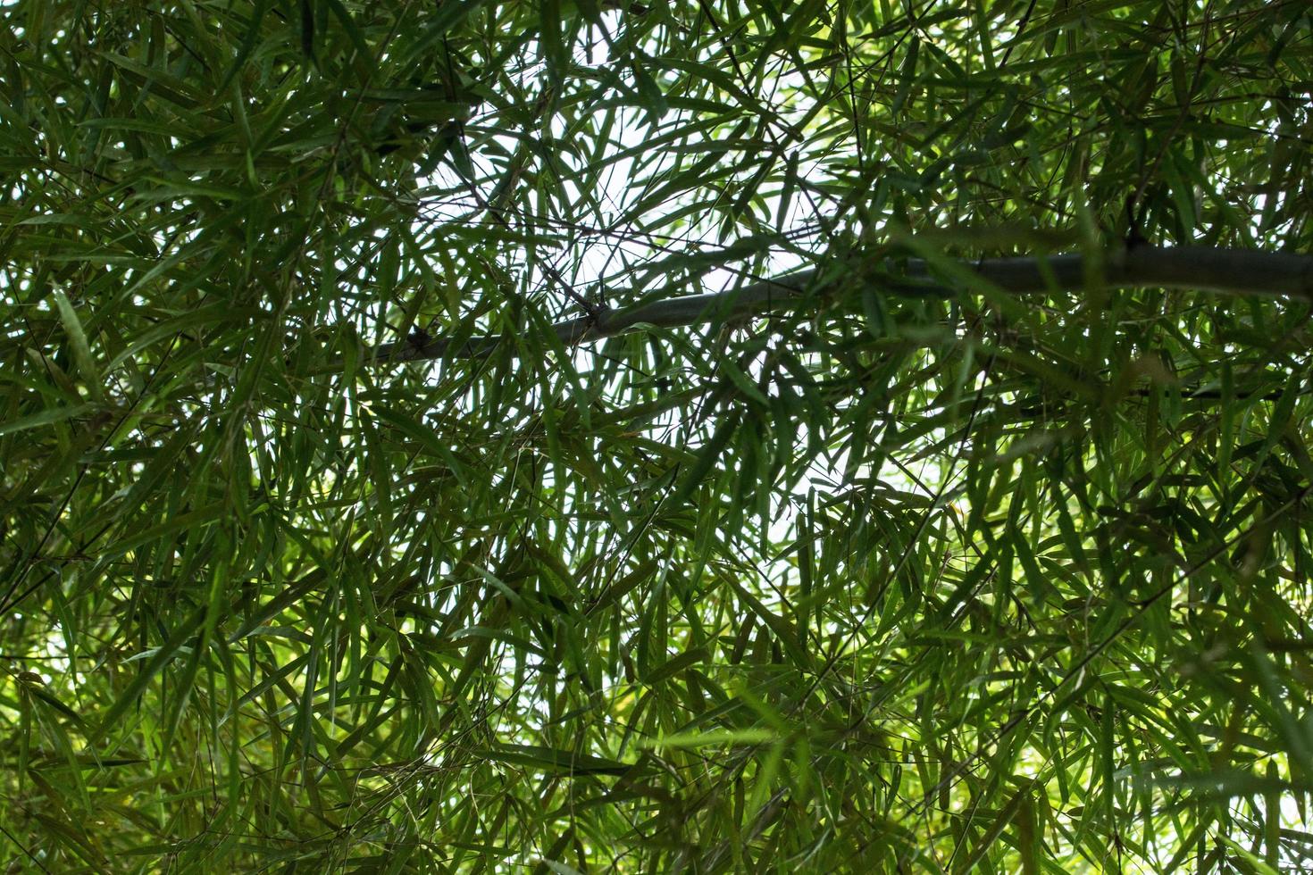 bamboe bomen en bladeren foto