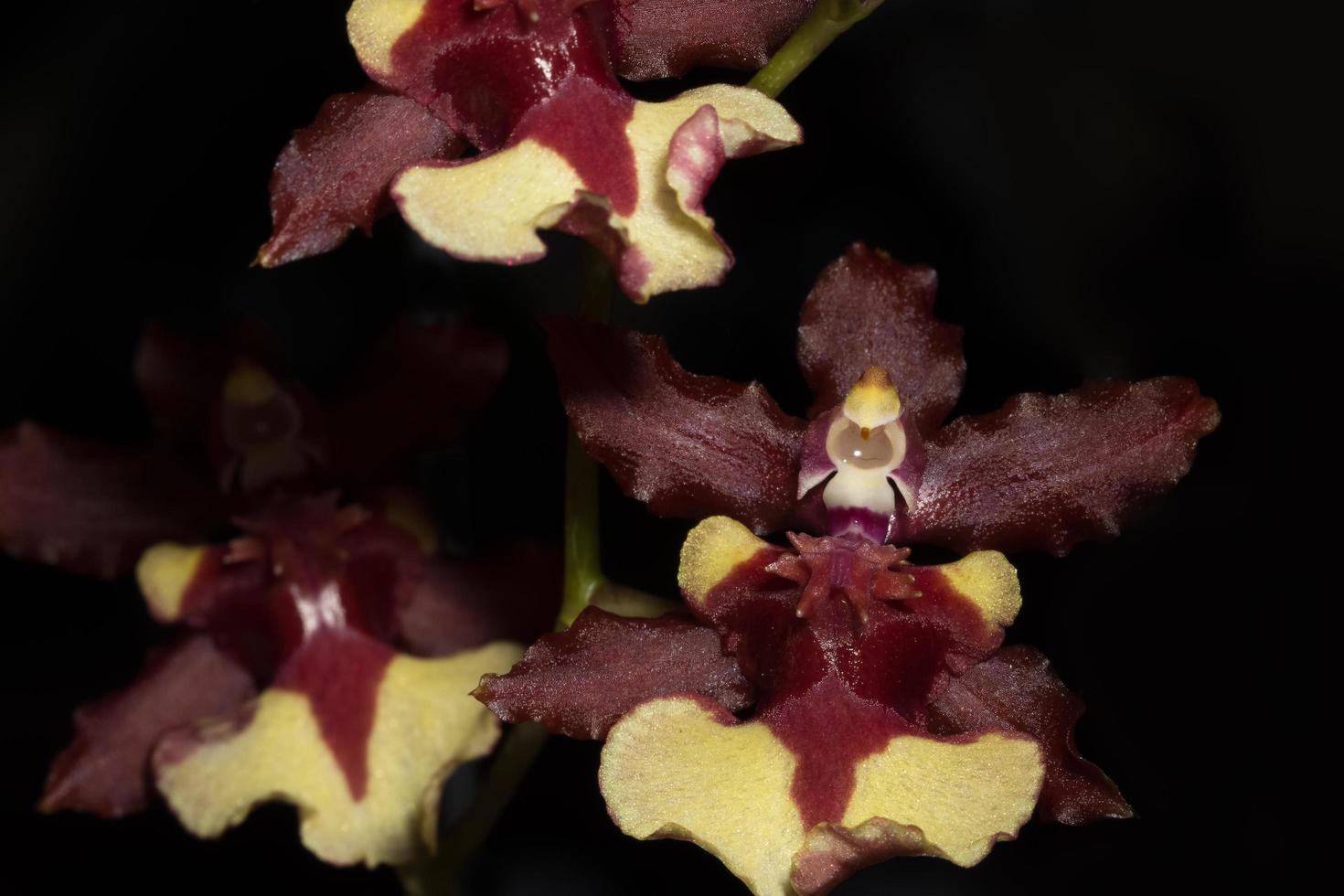 bruin orchidee close-up foto