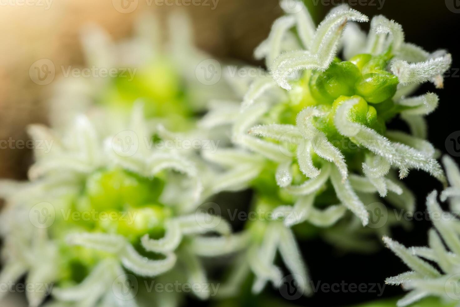 close-up van bloem foto