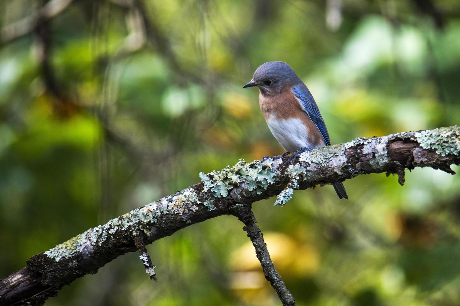 oostelijke bluebird kijkt aandachtig foto