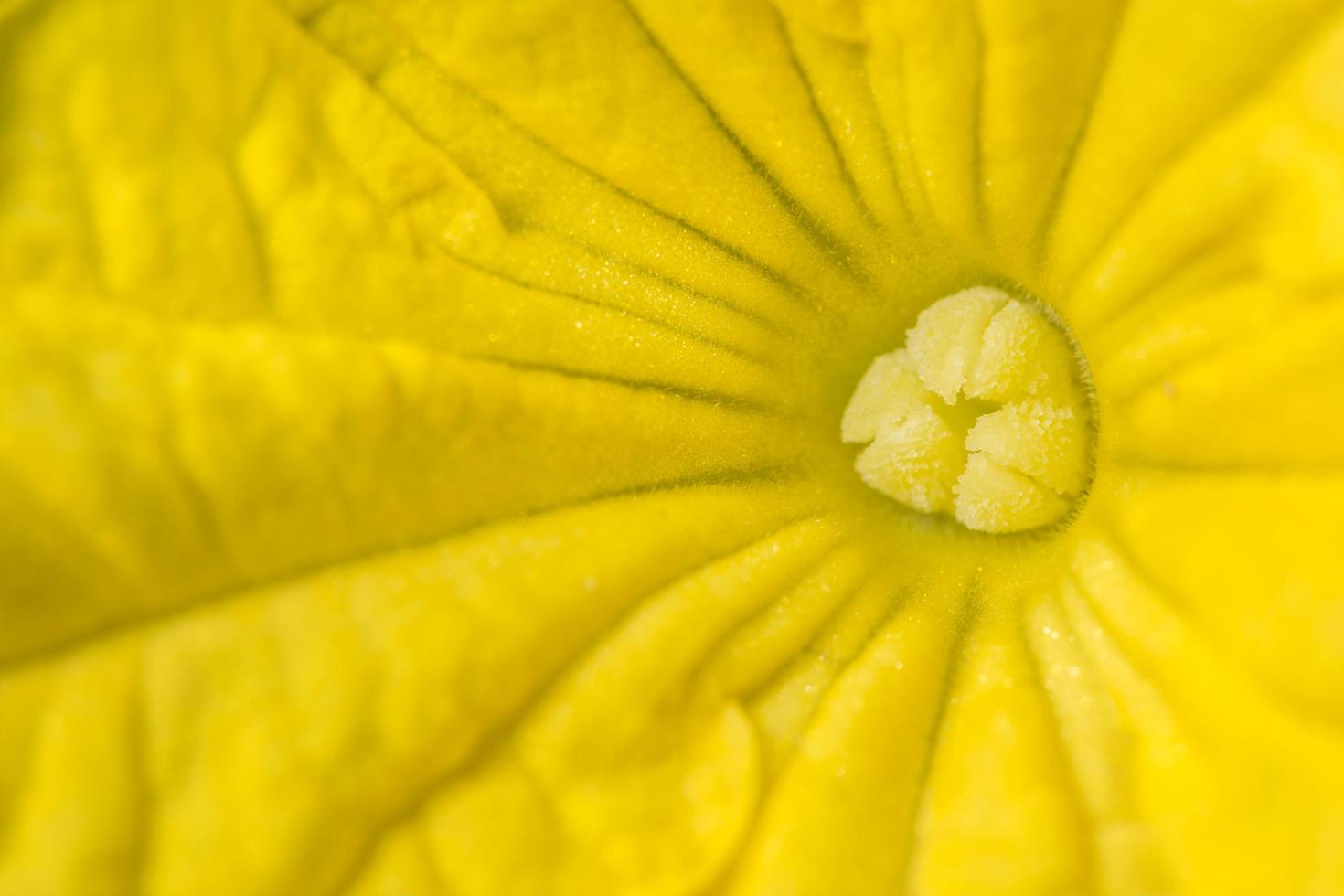 gele bloem macro foto