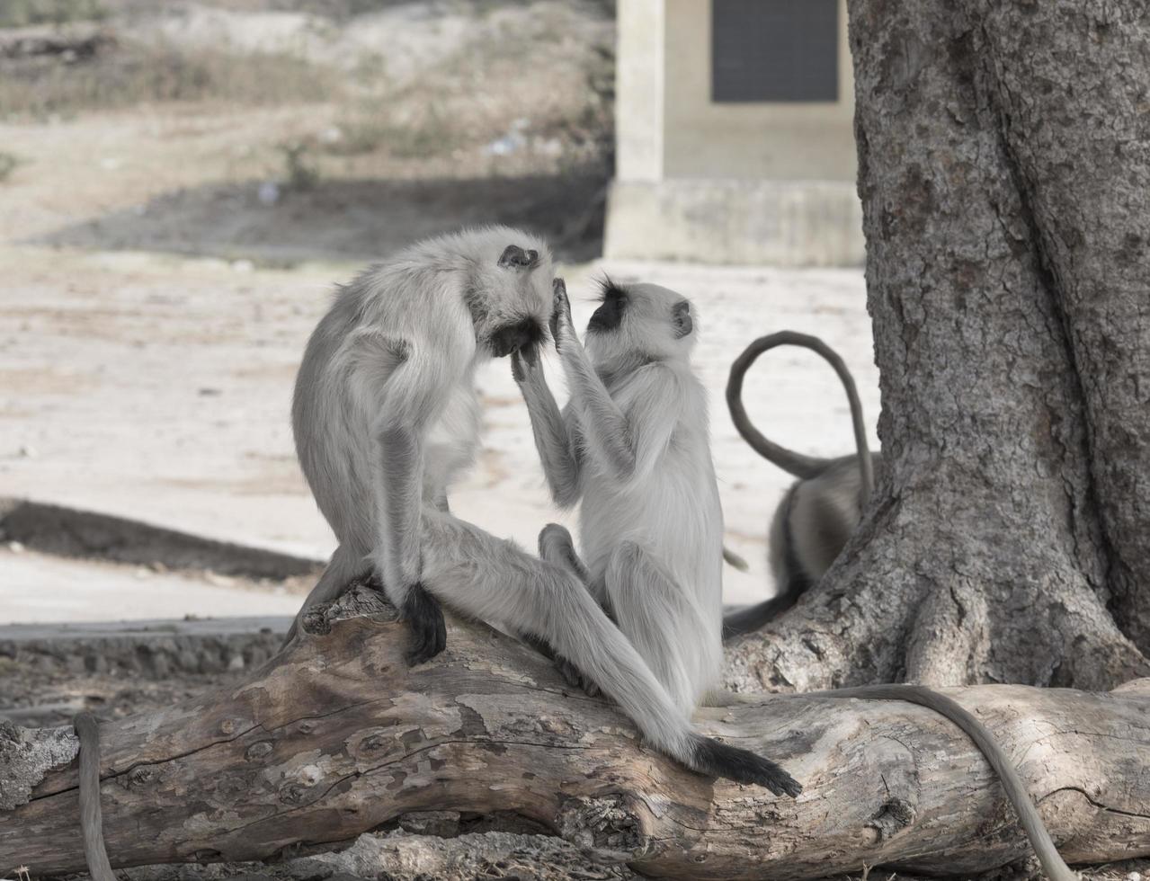 apen die elkaar verzorgen foto
