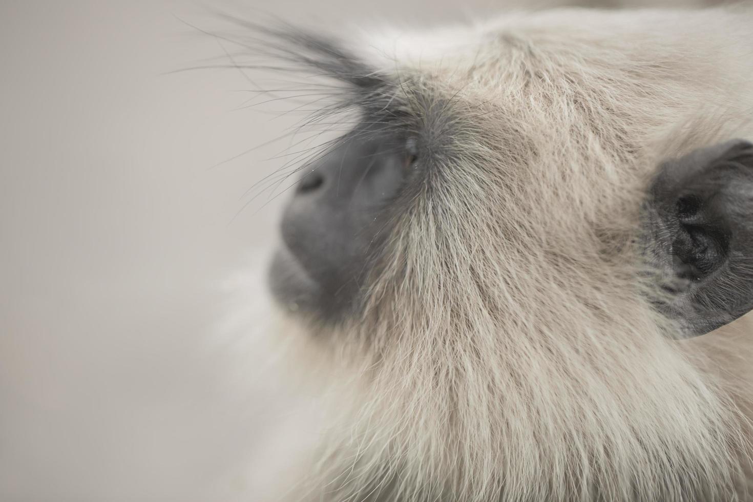 close-up van het gezicht van een aap foto