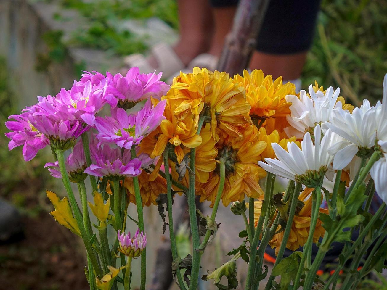 tuin bloemboeket foto