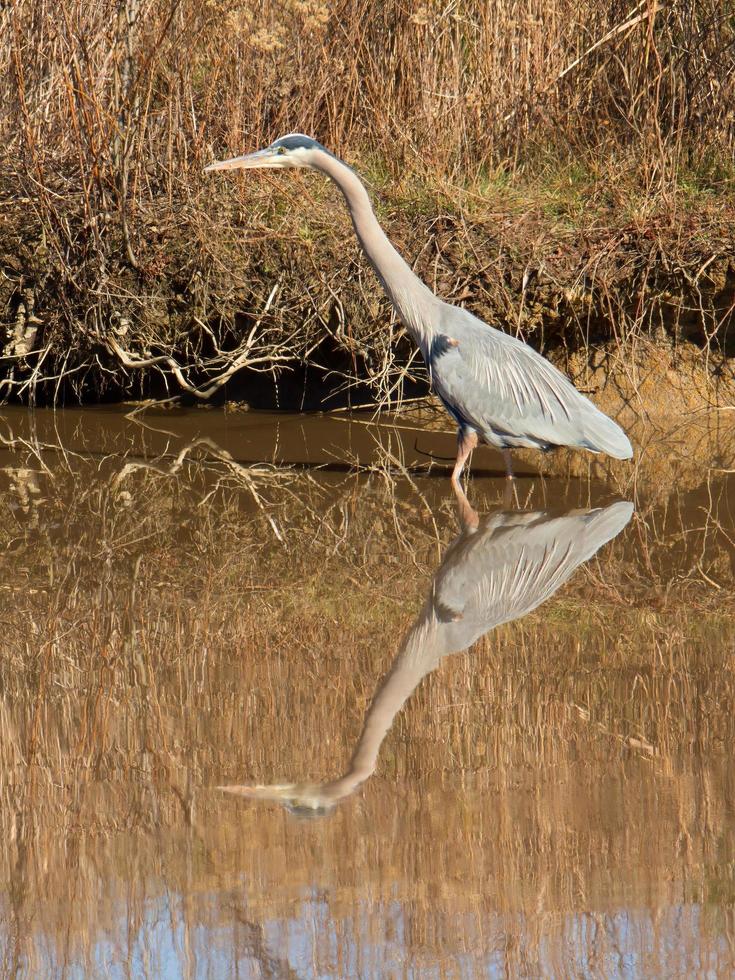 grote blauwe reiger steelt vis foto