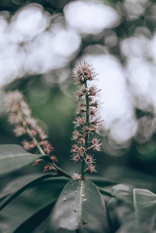 selectieve focus fotografie van bruine en groene plant foto