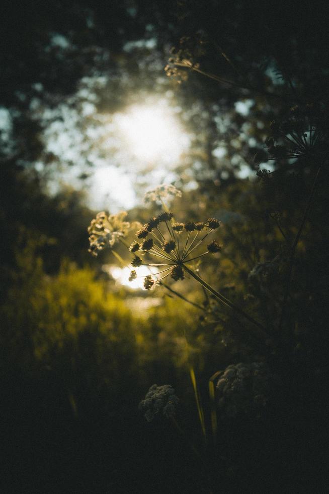 eenvoudige groene natuur foto