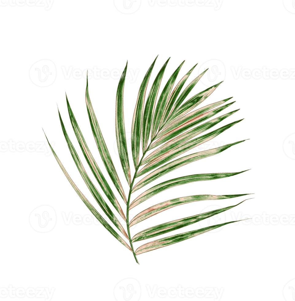 groen palmblad geïsoleerd op een witte achtergrond foto