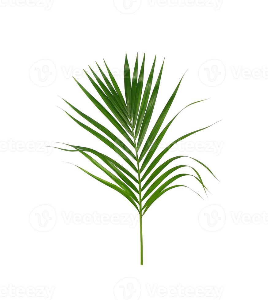 groen palmblad op een witte achtergrond foto