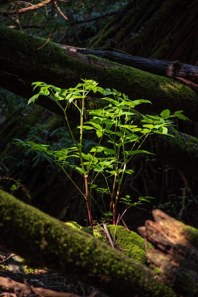 groene bladeren op bruine boomstam foto