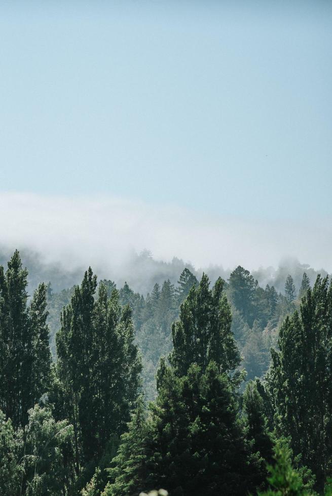 groene pijnbomen op de berg foto