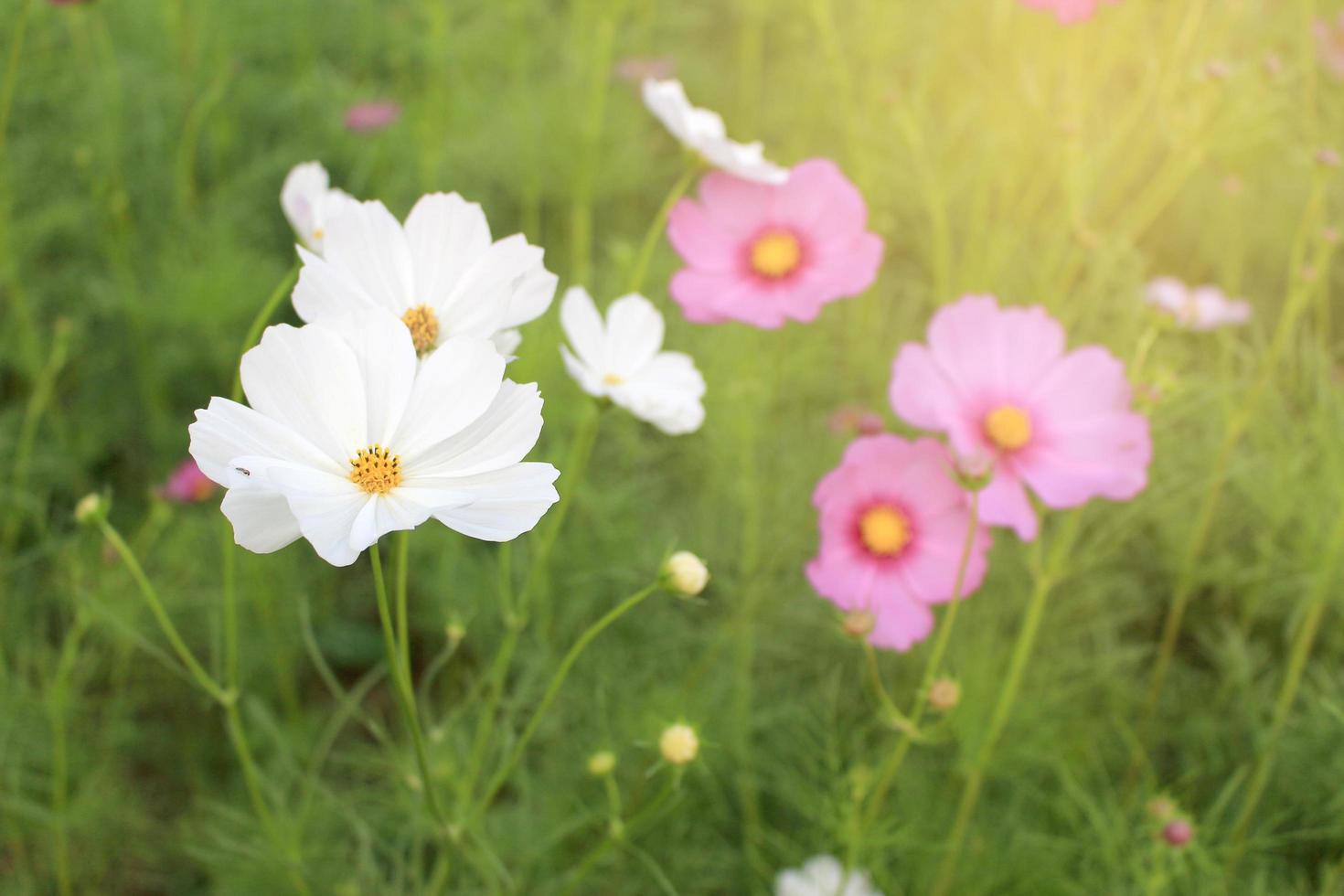 witte en roze bloemen cosmos bloeien prachtig in het ochtendlicht. foto