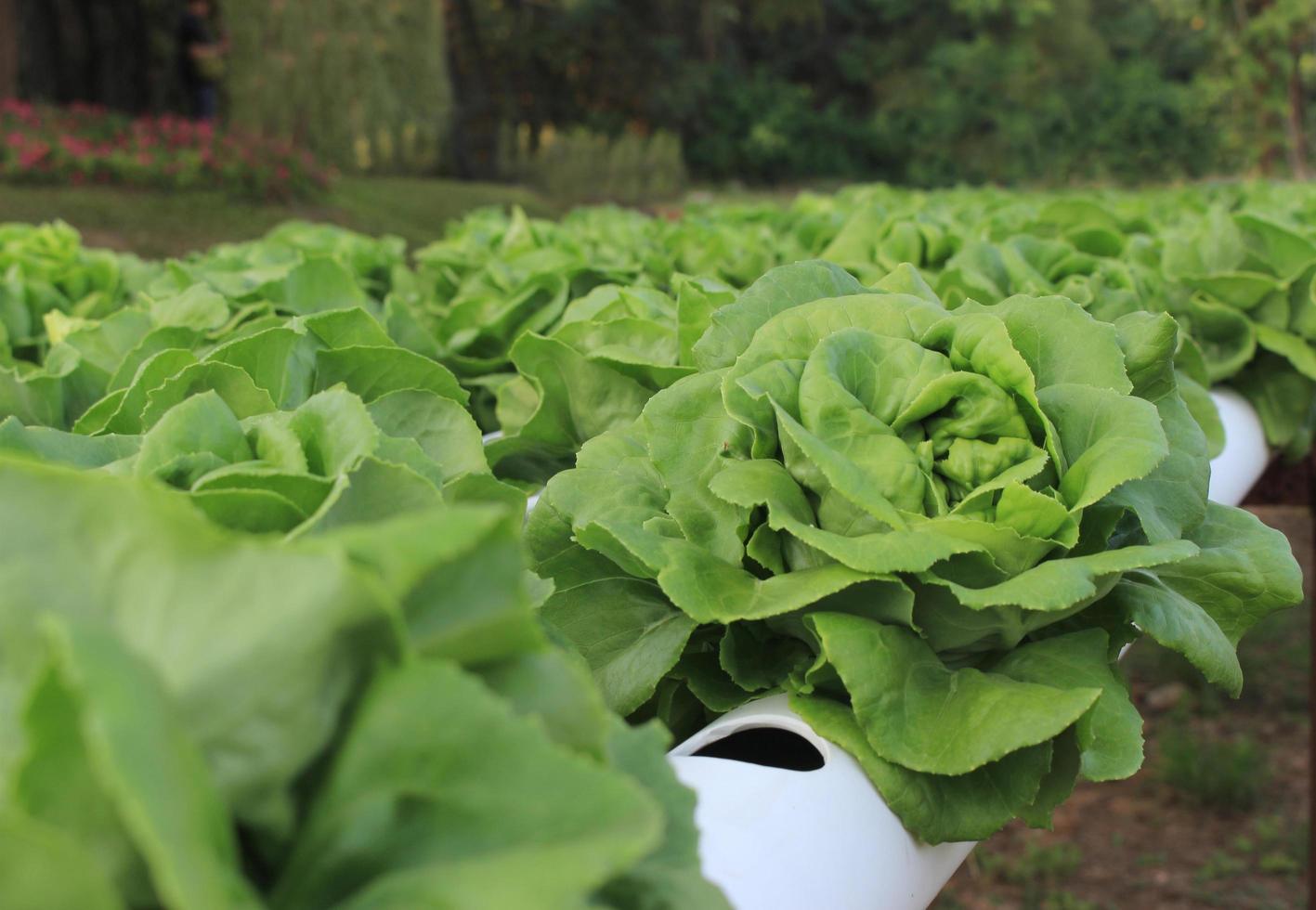 boterkop groene eiken sla, biologische hydrocultuur groenteteelt boerderij. foto