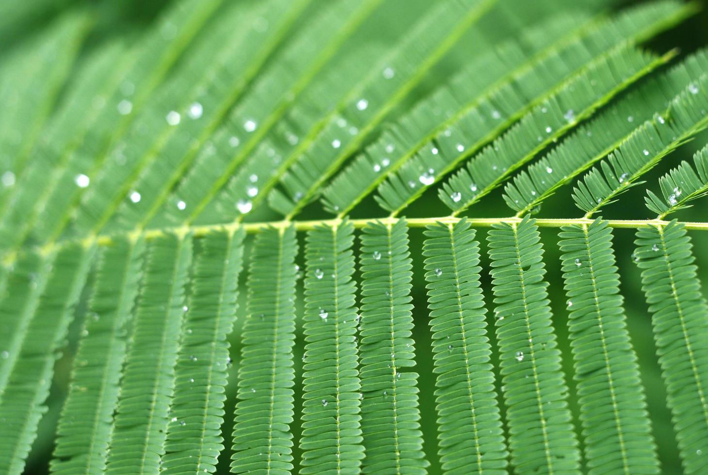 groen blad met waterdruppeltjes foto