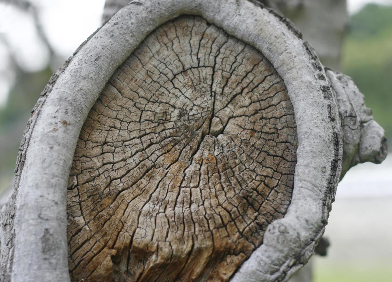 droge boomringen foto