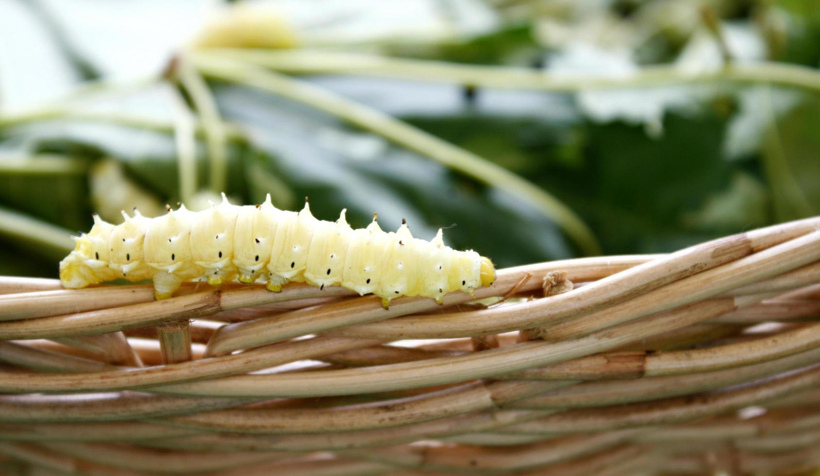 zijde worm op de mand foto