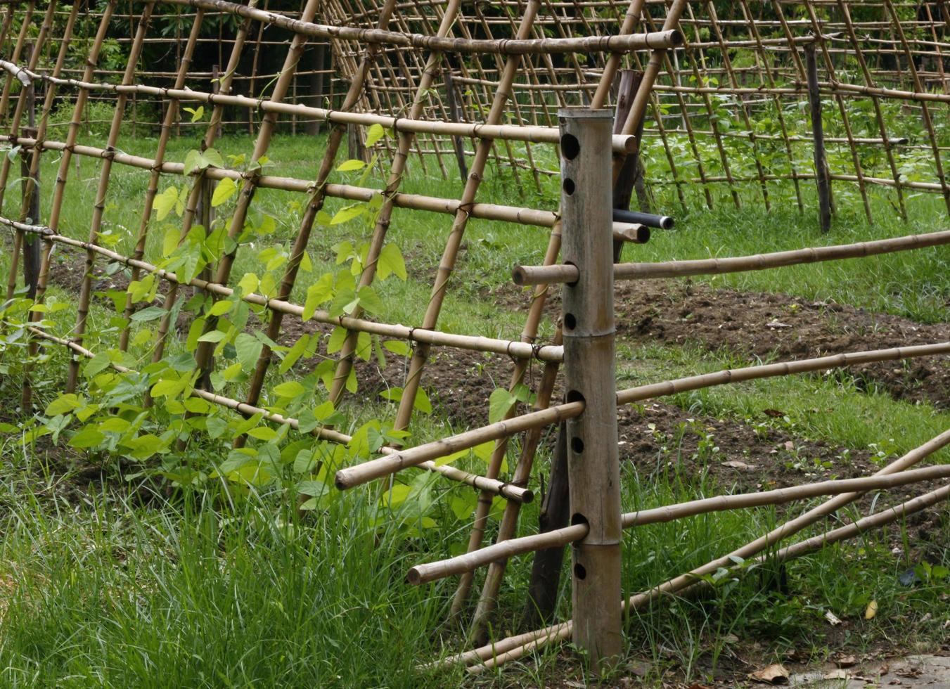 bamboe hek in een tuin foto
