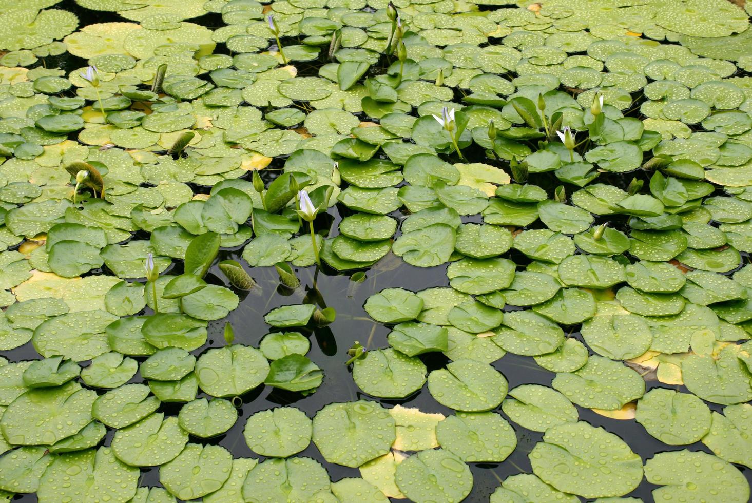 groene lotus en groene verse bladeren foto