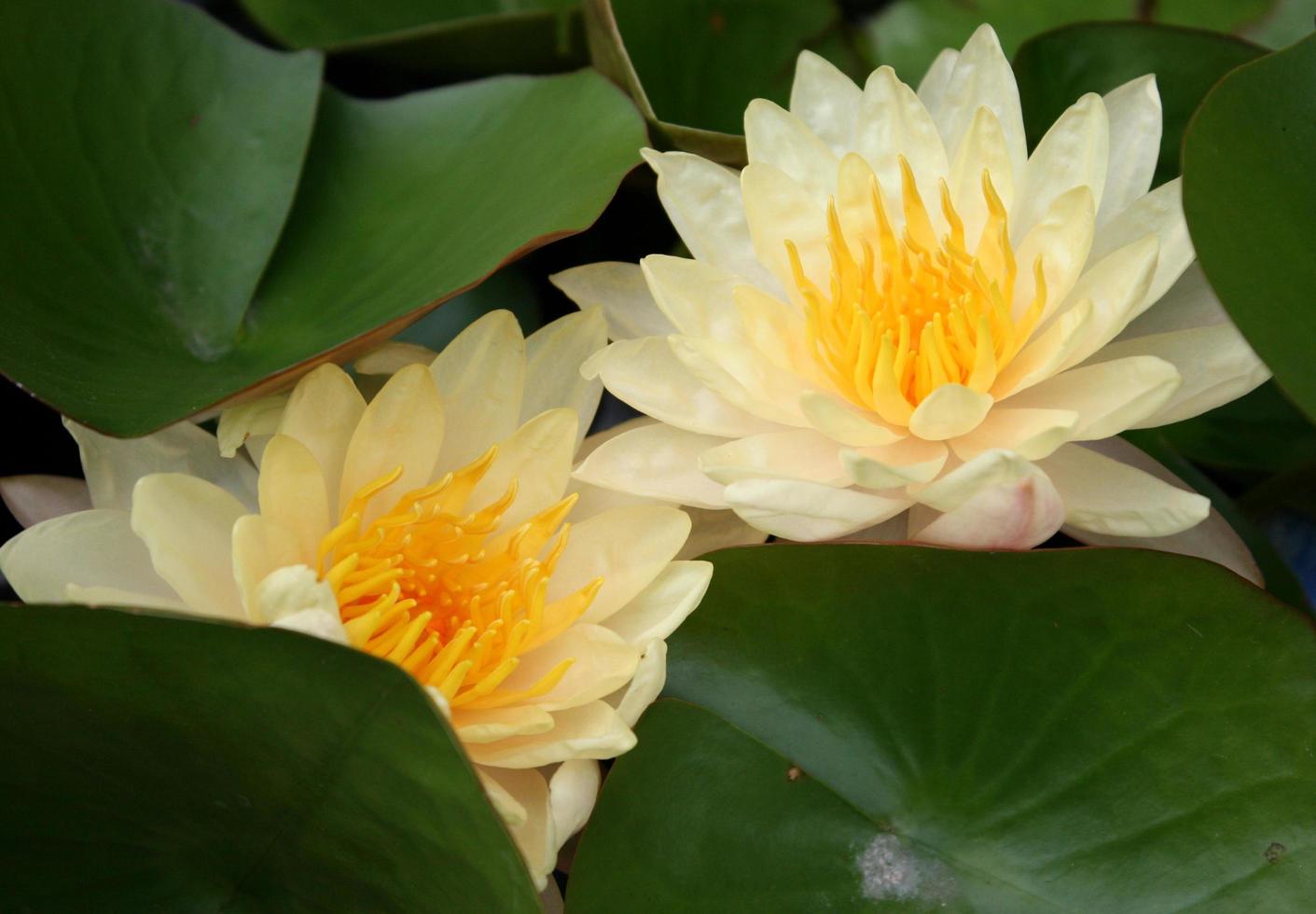 gele lotusbloemen foto