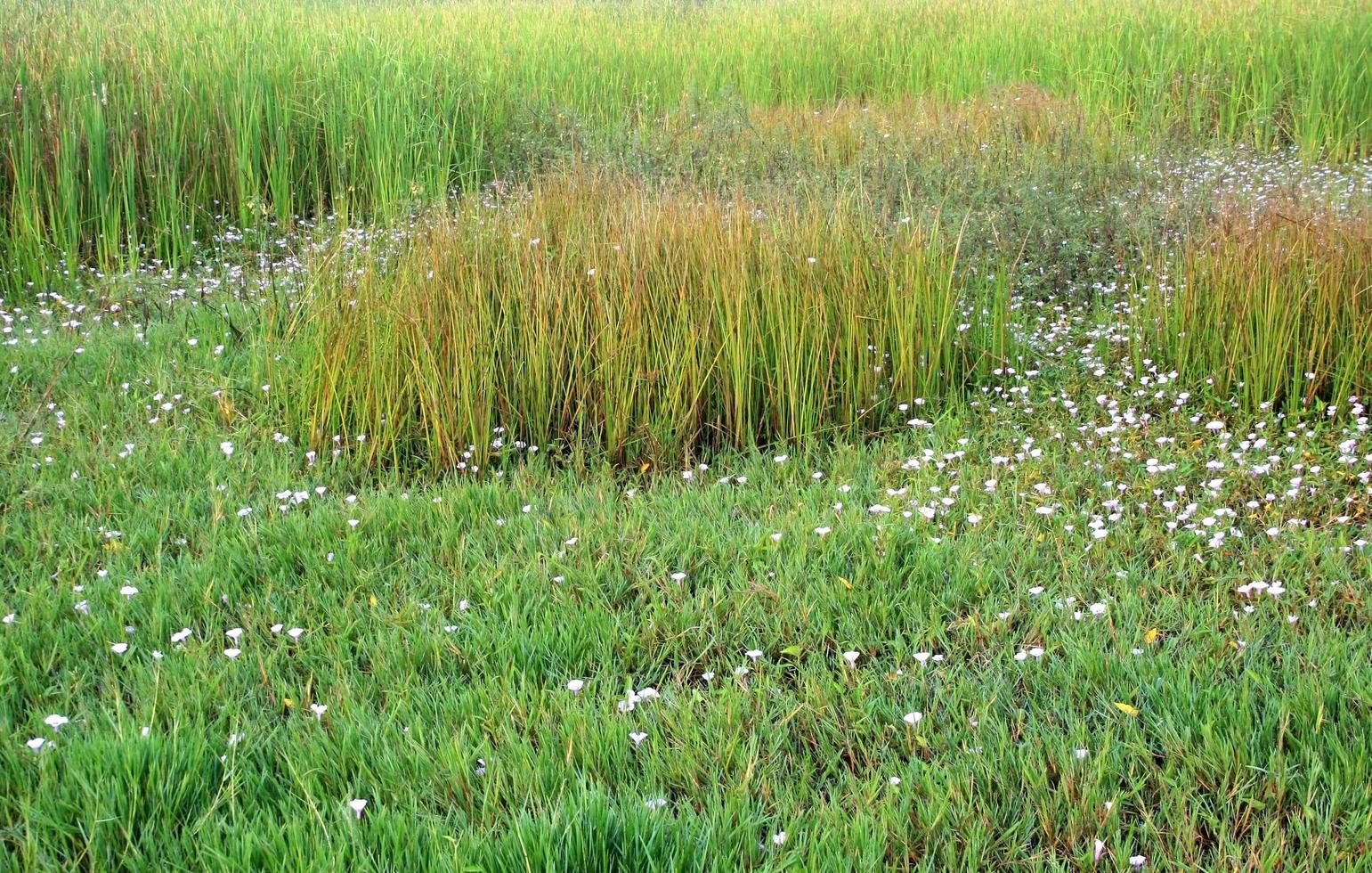 groene weiden, groen gras voor achtergrond foto