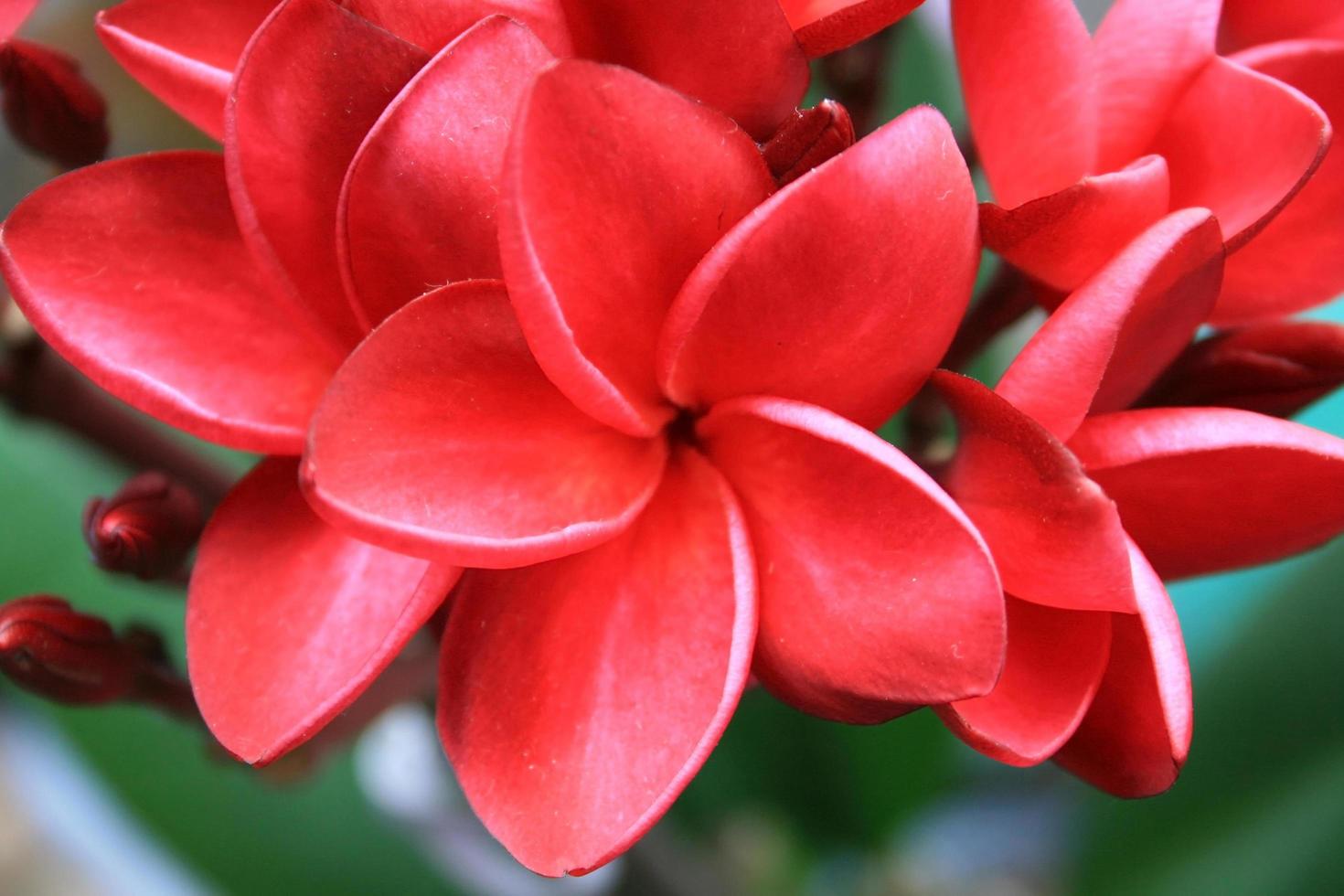 frangipani bloem of leelawadee bloem foto