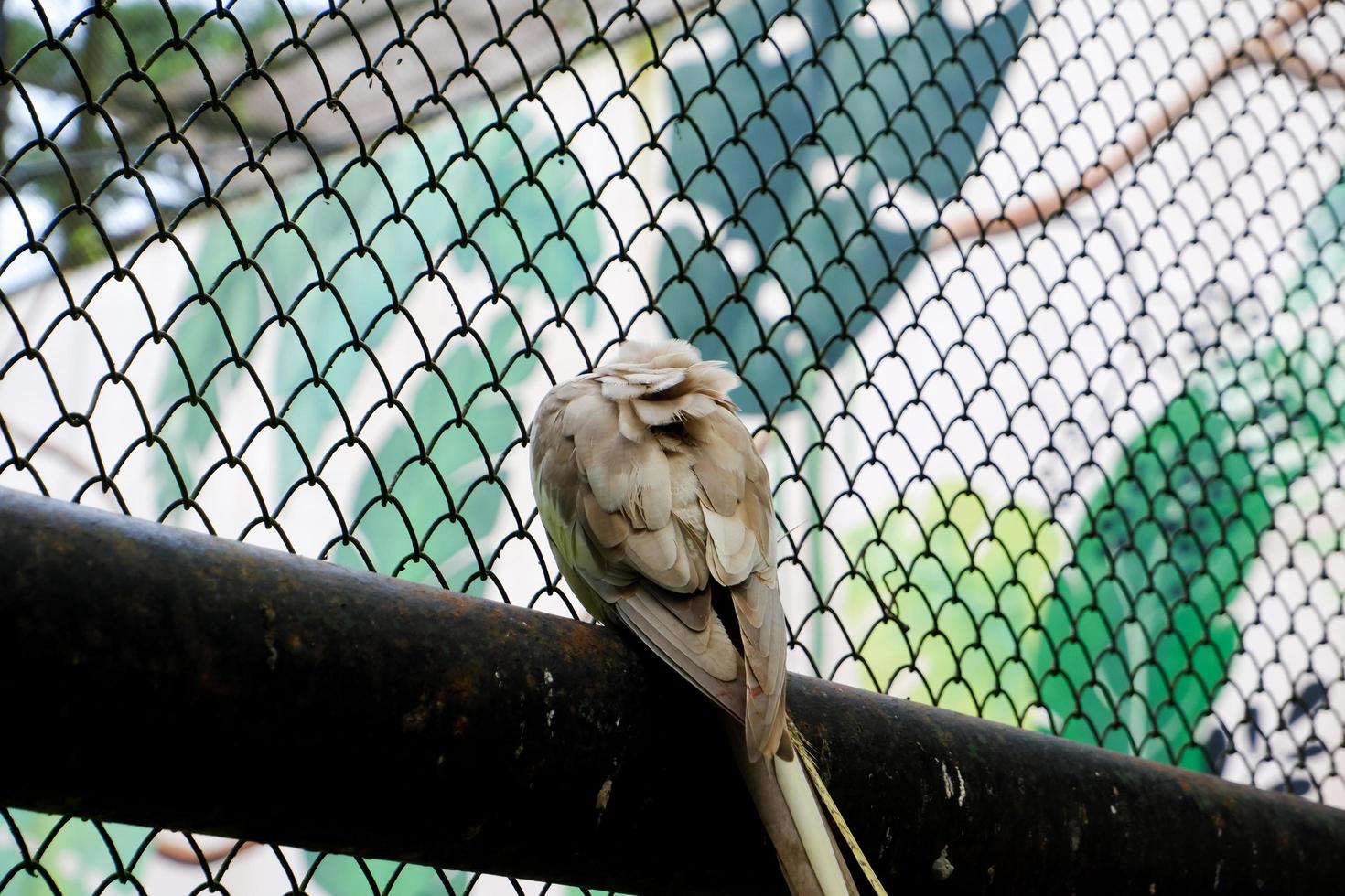 selectief focus van valkparkiet vogelstand dat zijn schoonmaak hun veren. foto