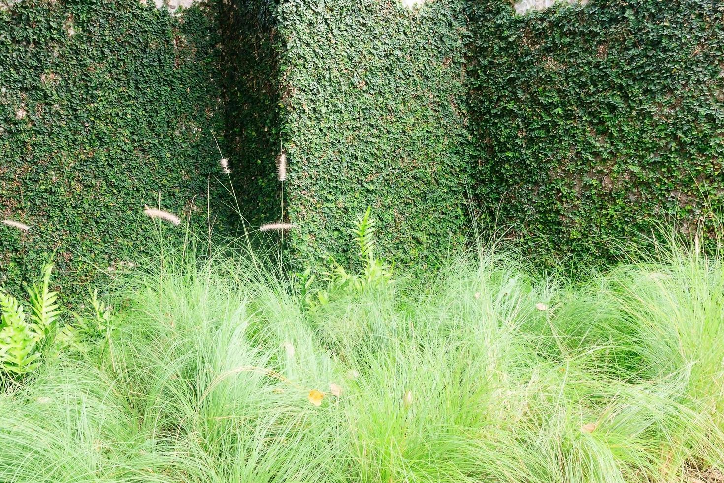 huismuur bedekt met groene klimop voor groen veld. foto