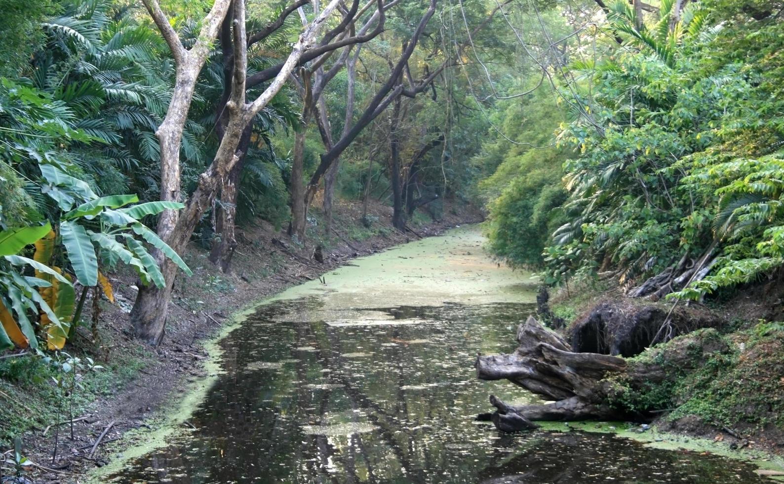 binnenwateren in de jungle foto