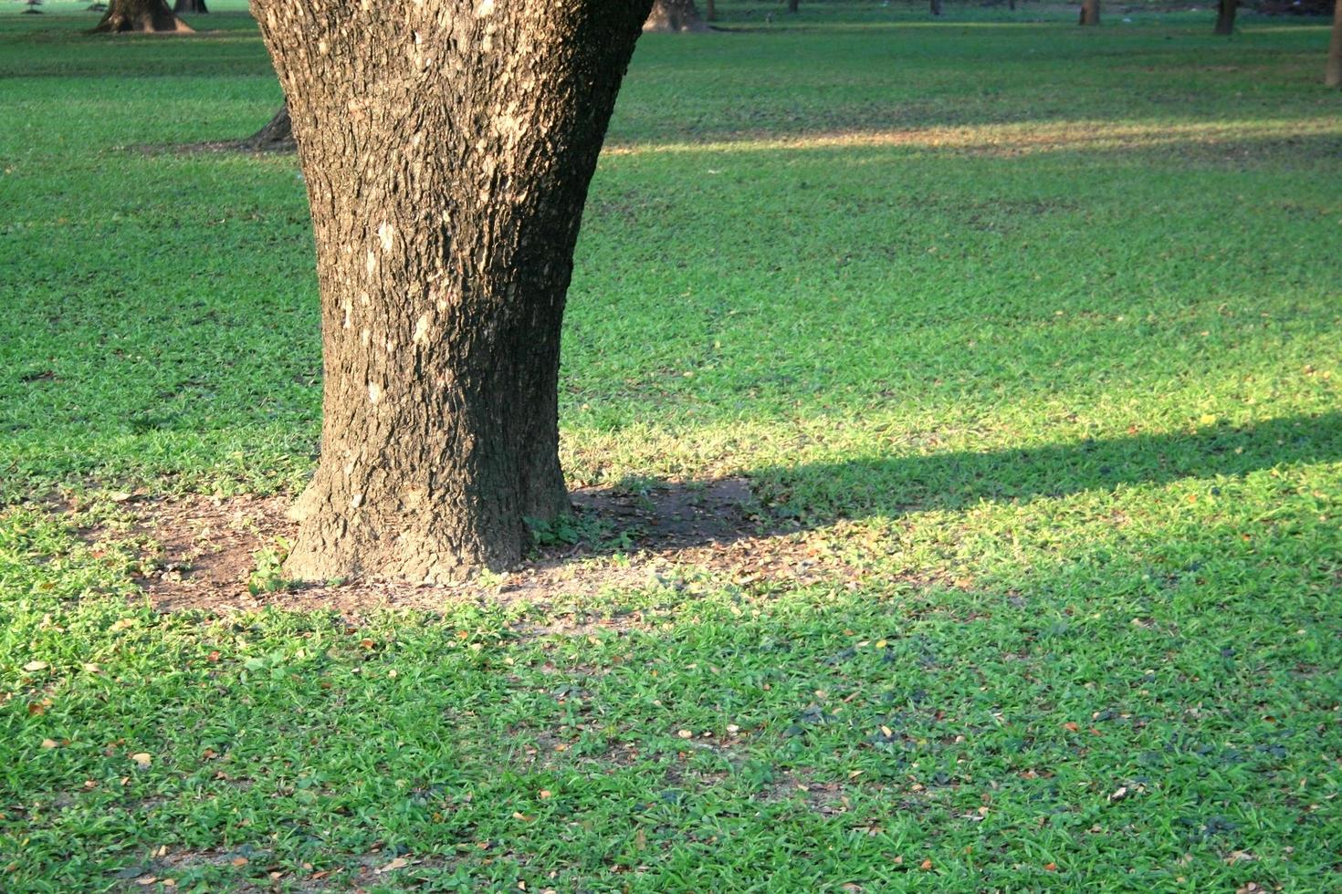 boom en gras foto