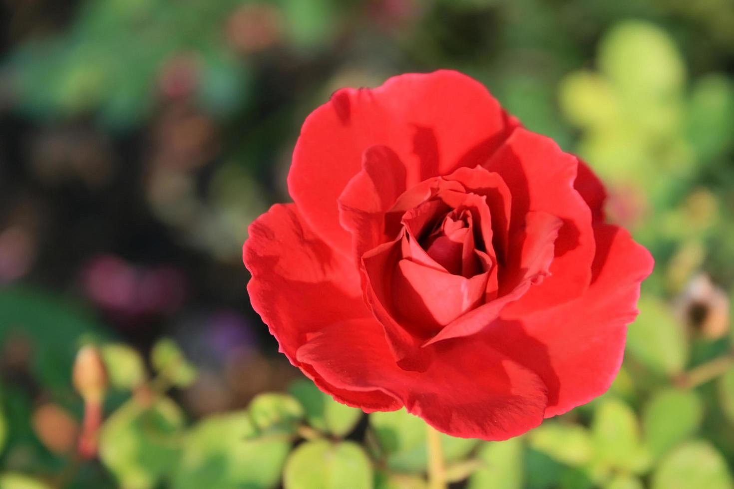 close-up van een rode roos foto