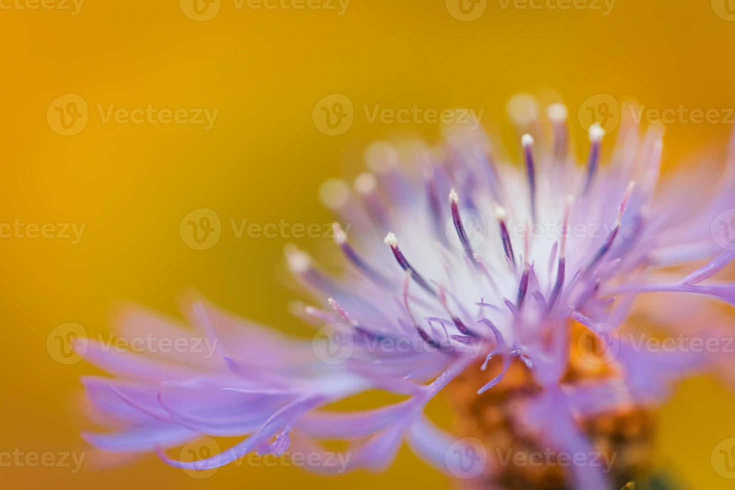 abstract van Purper bloemblaadjes van zomer bloem. mooi zonlicht en vredig bloeiend weide bloem. artistiek macro beeld Aan geel achtergrond foto