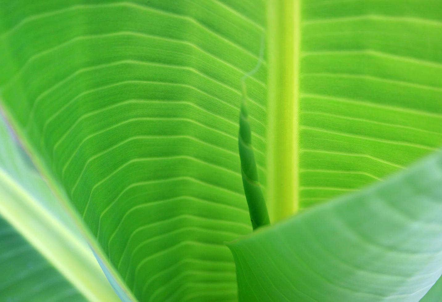 groene bananenbladeren foto