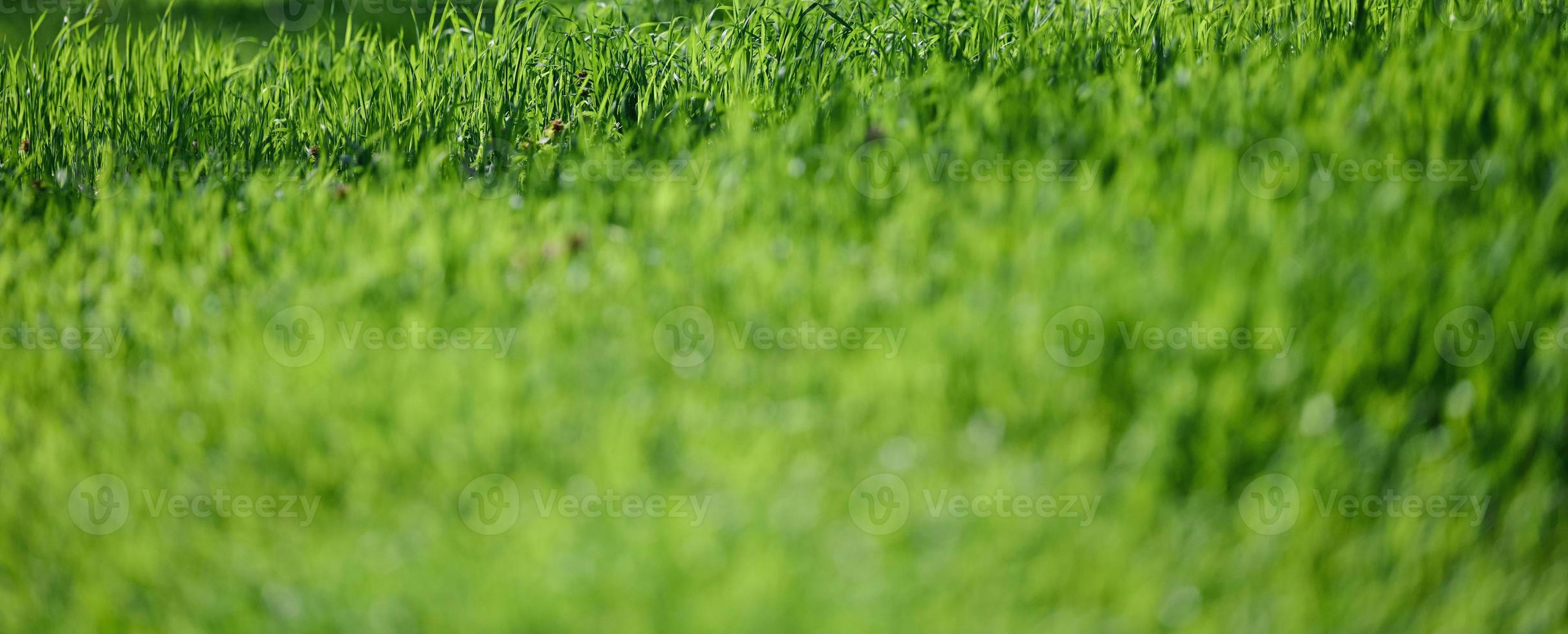 gazon met groen weelderig gras in de park Aan een voorjaar dag, banne foto