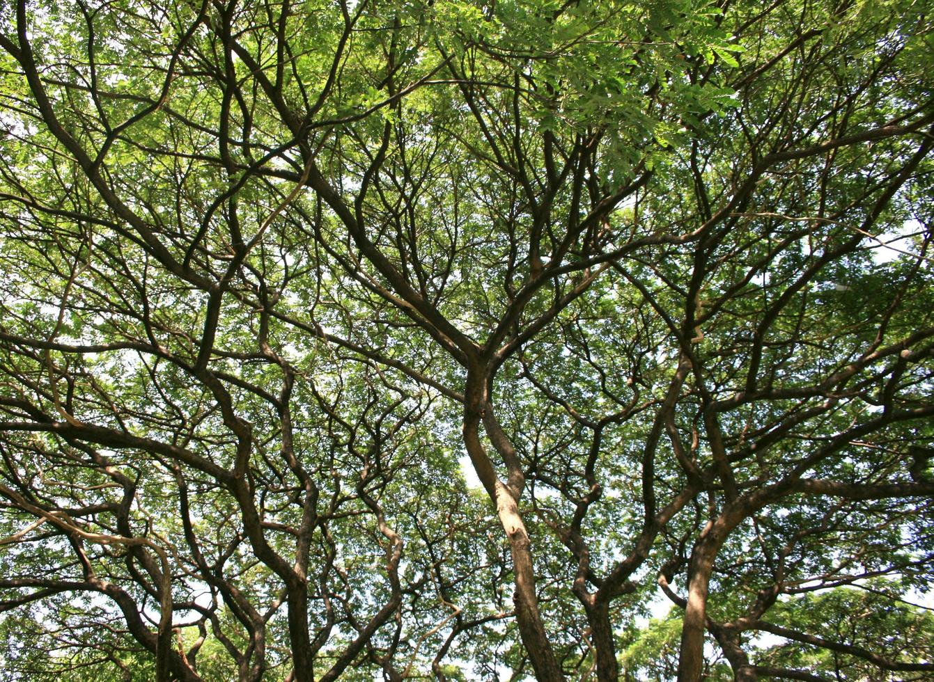 groene boom gedurende de dag foto