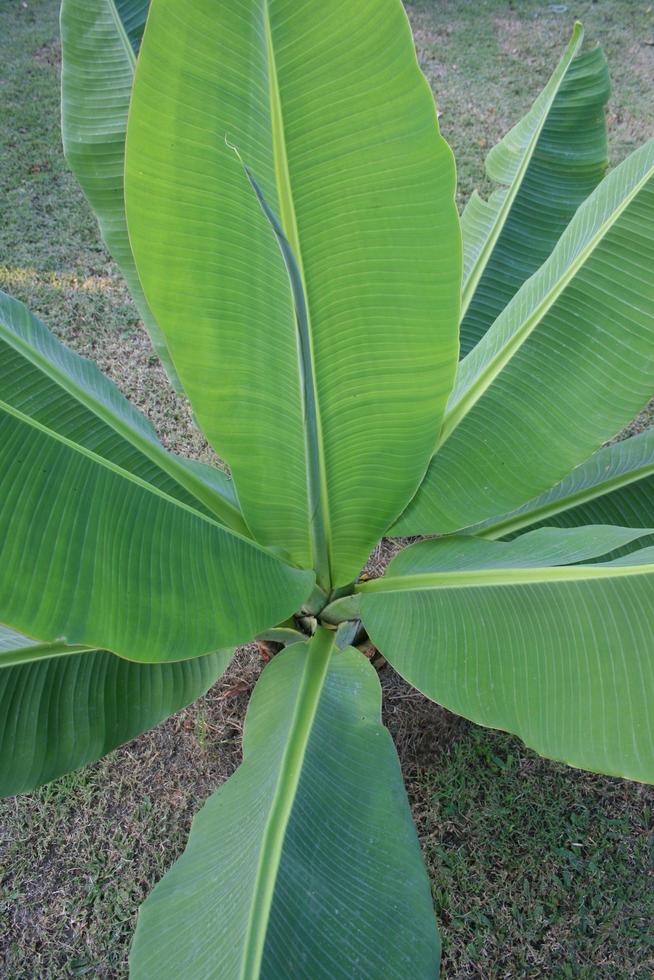 bovenaanzicht van bananenplant foto