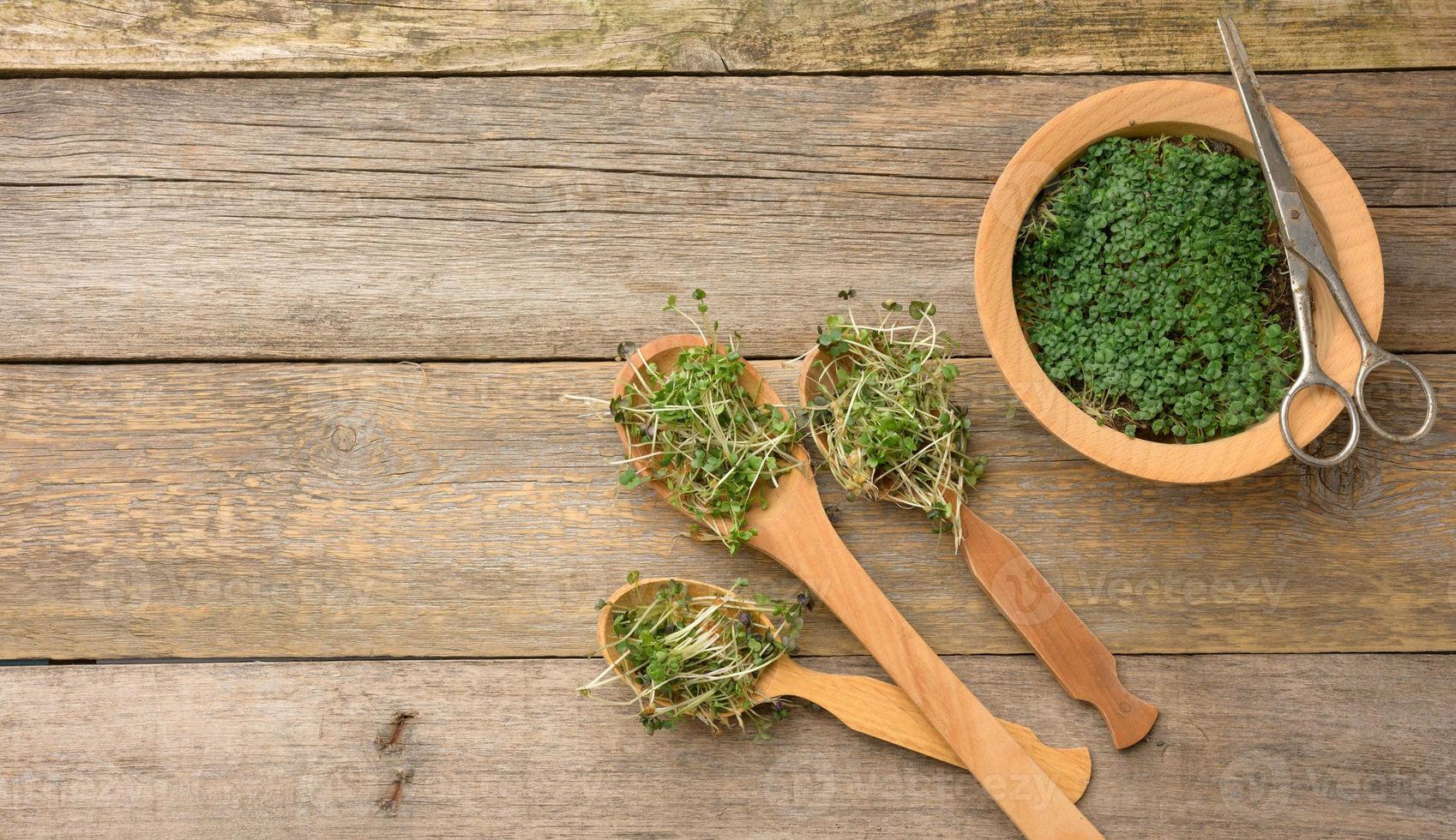 groen spruiten van chia, rucola en mosterd in een houten lepel Aan een grijs achtergrond van oud grijs planken, top visie. nuttig supplement voor voedsel met vitamines c, e en k foto