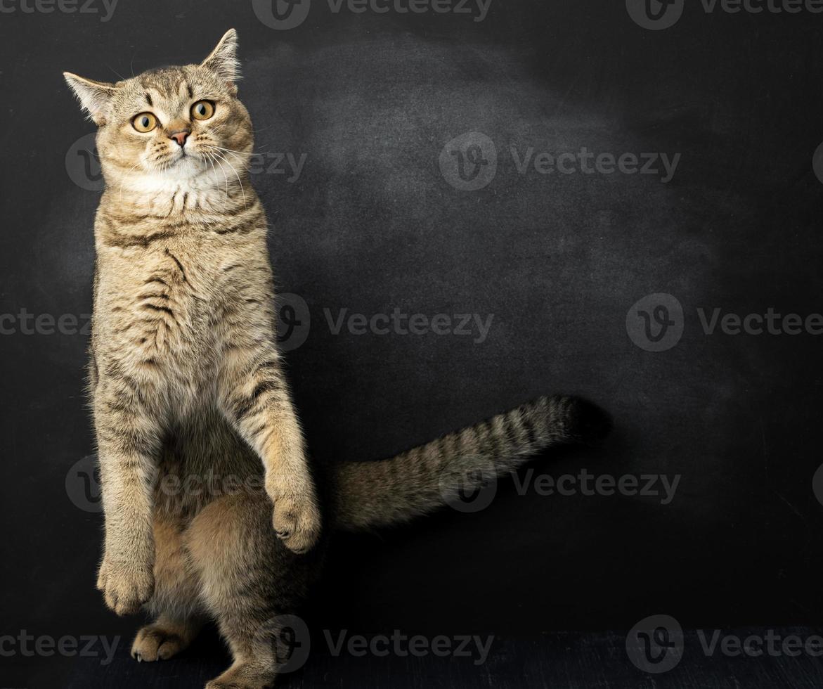 grijs kat van ras Brits Rechtdoor chinchilla staat Aan haar achter poten, zwart achtergrond foto