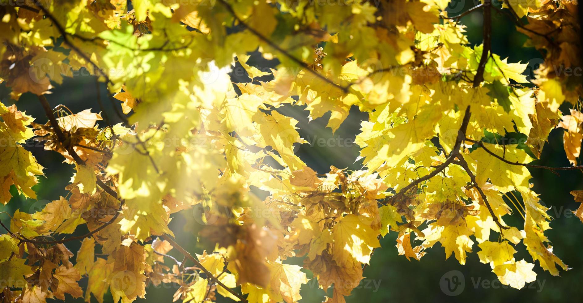 de stralen van de zon maken hun manier door de geel bladeren van de esdoorn- Aan een herfst dag foto
