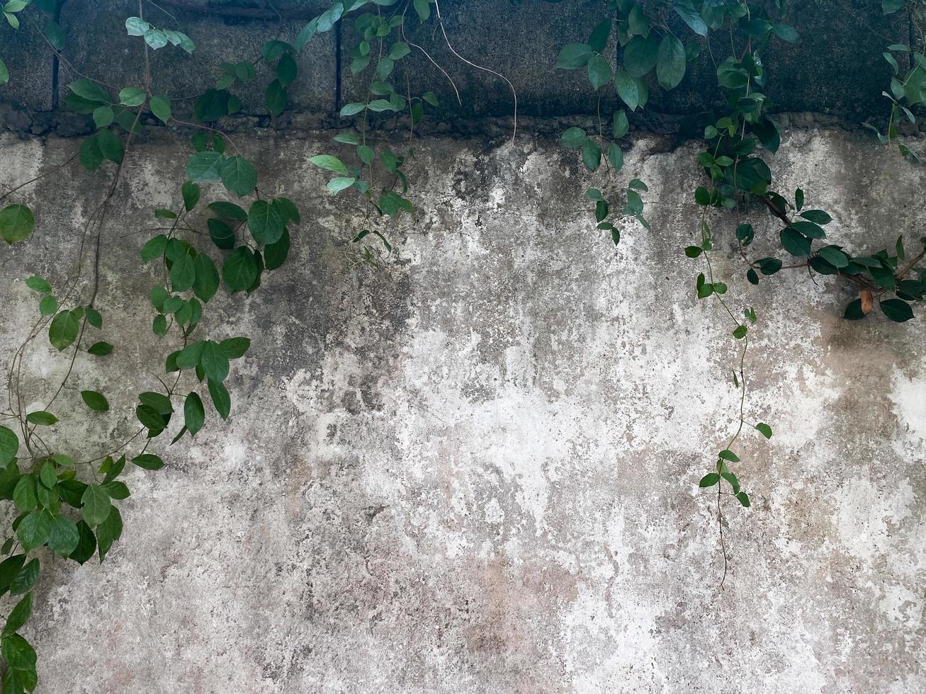 groen bladeren en grunge beton muur achtergrond en structuur foto