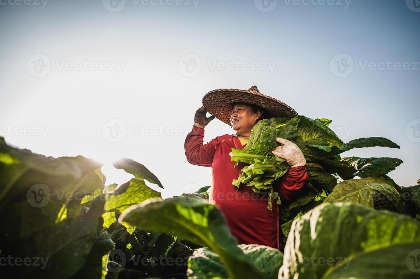 vrouw boer werken landbouw in tabak velden foto