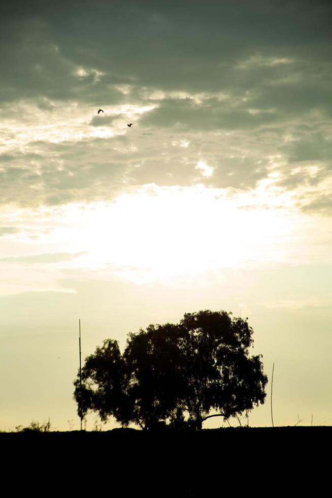 silhouetten van de boom foto