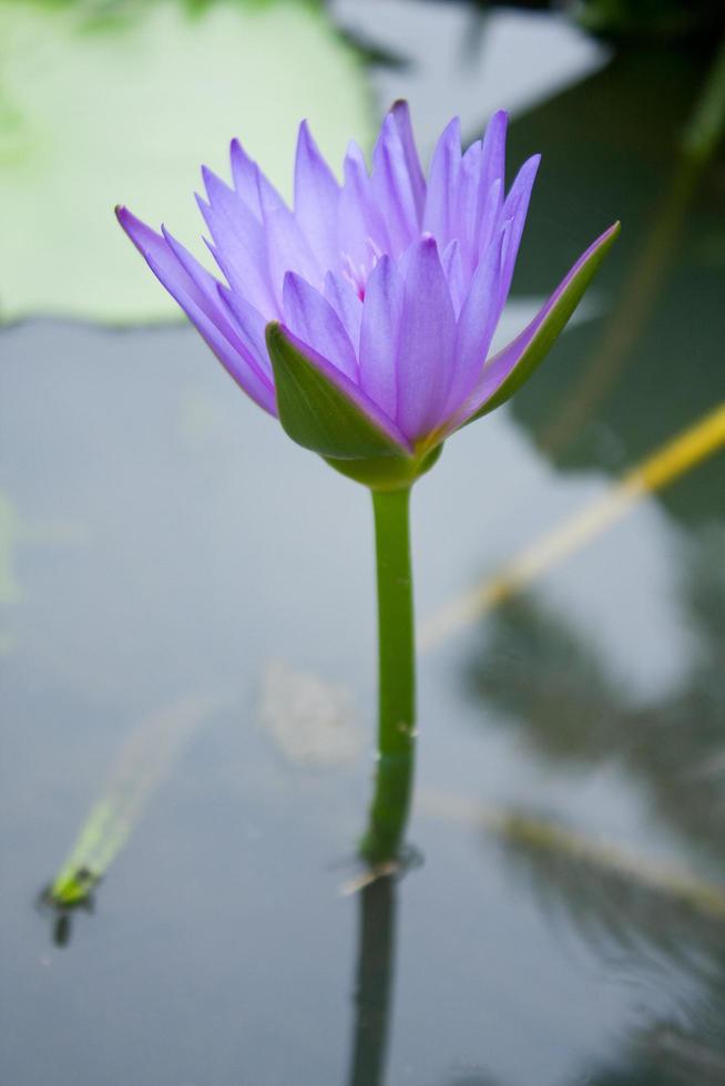 de paarse lotus in de vijver foto