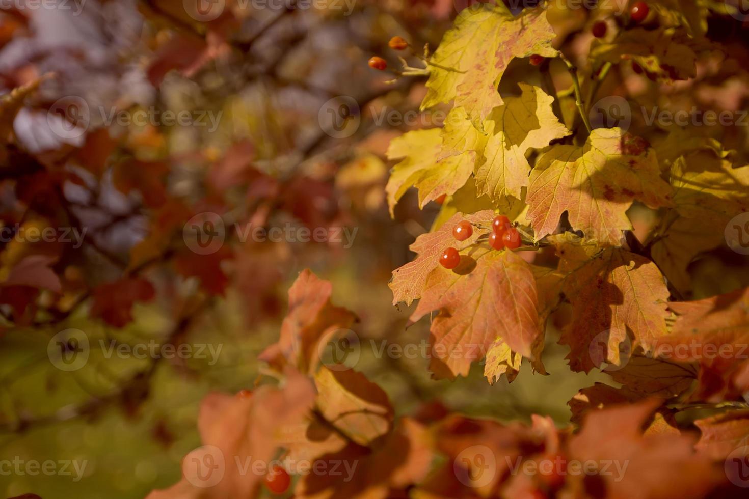 herfst geel achtergrond met esdoorn- bladeren. foto