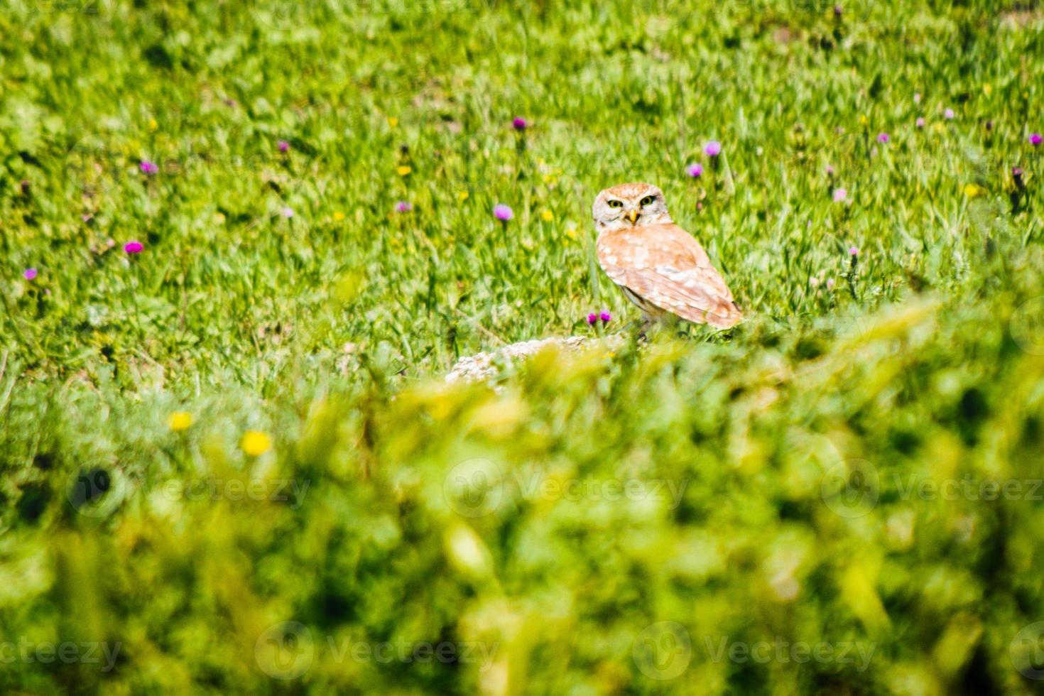 vrouw uil zitten Aan rots geïsoleerd in groen voorjaar natuur.kaukasus flora en fauna. kacheti. vashlovani nationaal park foto