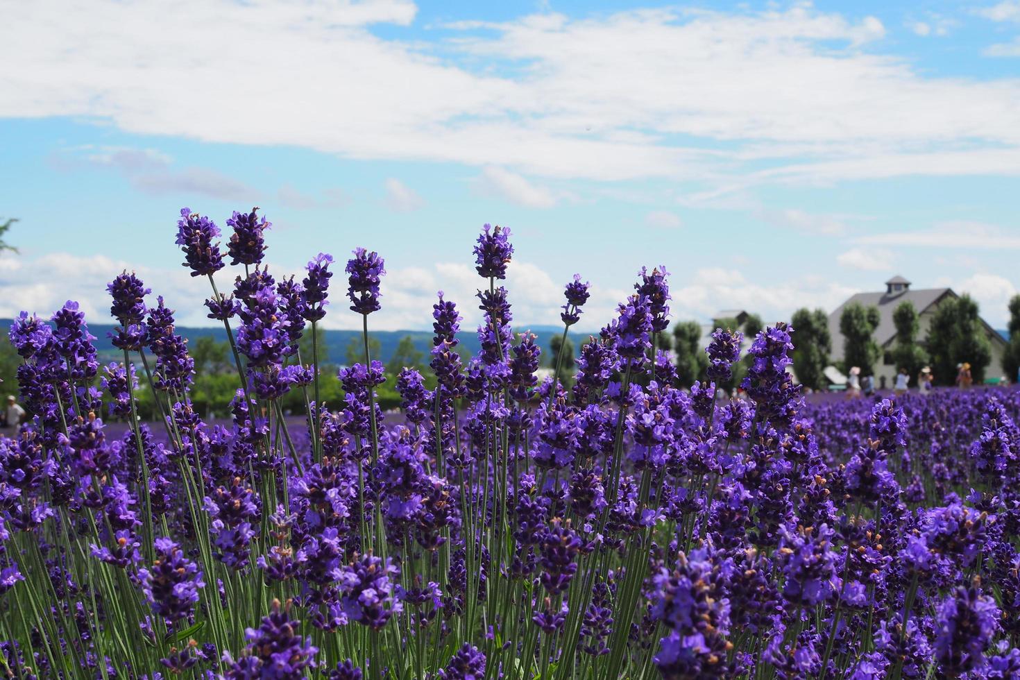 lavendel velden Aan de helder lucht. Nee Effecten foto