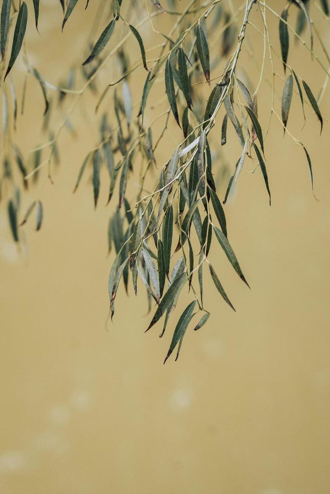 eucalyptusblad over de rivier foto