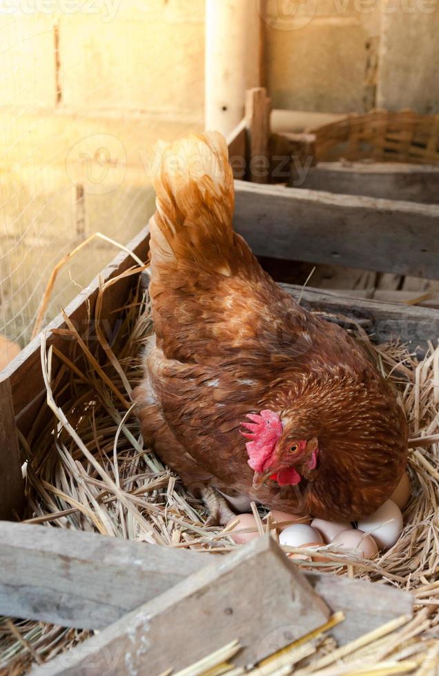 moeder kip uitkomen eieren in de nest foto