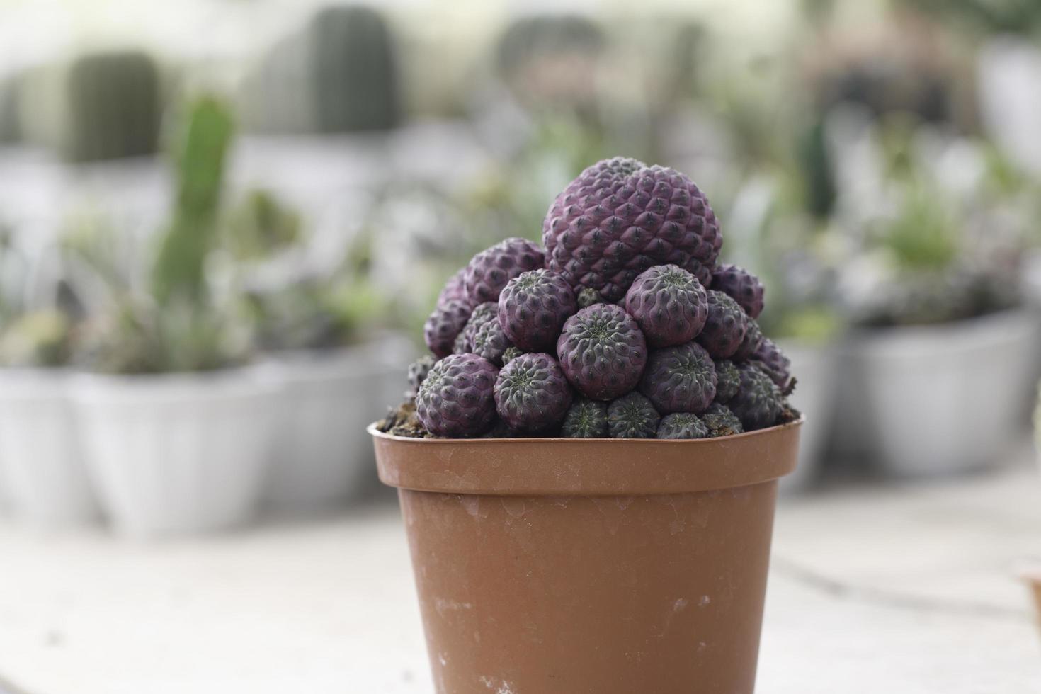 paarse cactus in pot foto